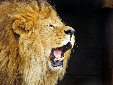 🔥 [140+] Lion Roar Wallpapers | WallpaperSafari