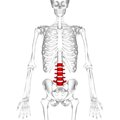 The Lumbar Spine - Joints - Ligaments - TeachMeAnatomy