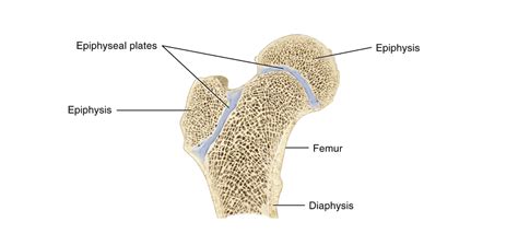 Synchondrosis labeled Diagram | Quizlet