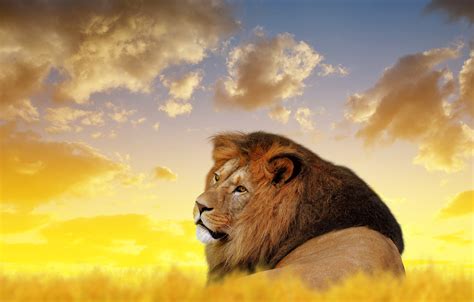 lion, animals, hd, 4k HD Wallpaper