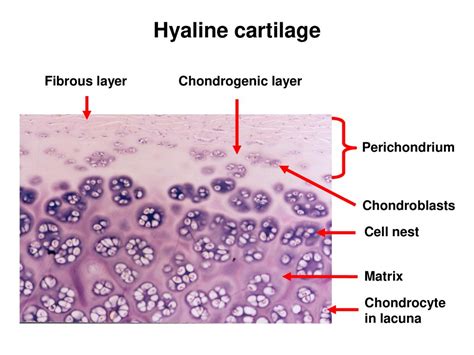 Hyaline Cartilage Hyaline Cartilage, Cartilage, Human, 45% OFF