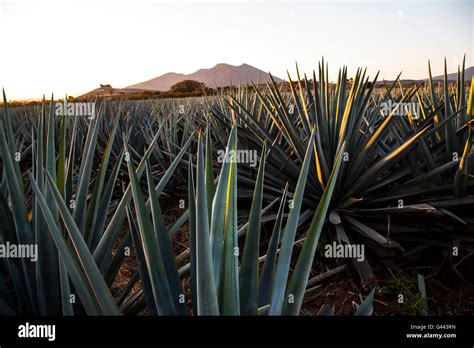 Sunrise over Agave field, Tequila production, Jalisco, Mexico Stock ...