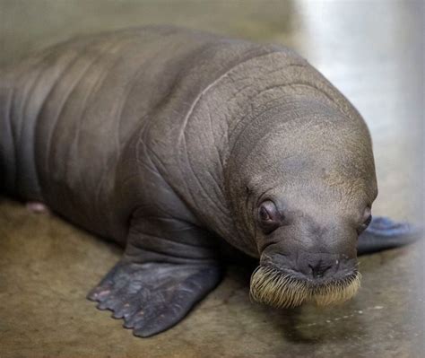 Newborn walrus. Photo: Pairi Daiza. | Baby walrus, Walrus, Vulnerable ...