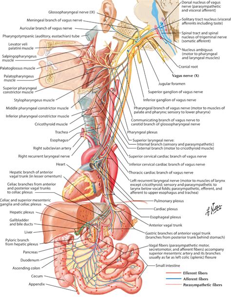 What Is a Neurogenic Cough? - Dr. Jamie Koufman