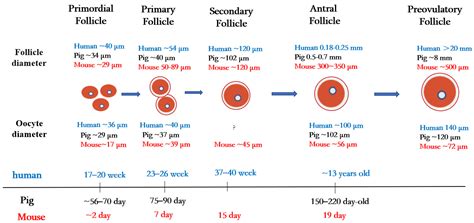 Oocyte Maturation in Mammals | Encyclopedia MDPI