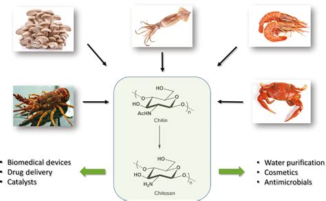 Valorisation of chitinous biomass for antimicrobial applications