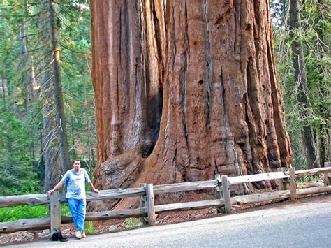 Climate change is set to increase 'giant forest' cover around the world