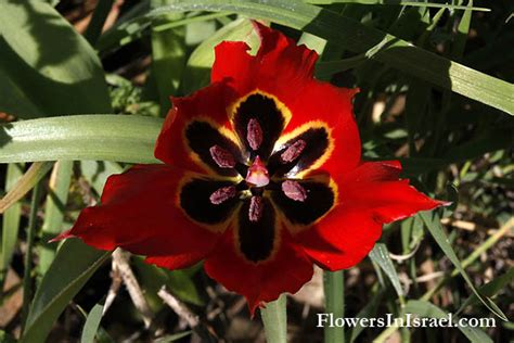 Plants of the Bible: Tulipa agenensis