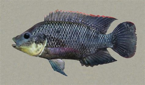 Mozambique Tilapia | Mexico – Fish, Birds, Crabs, Marine Life, Shells ...