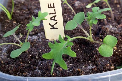 Kale Seeds: How to Grow and Harvest This Leafy Green - A-Z Animals