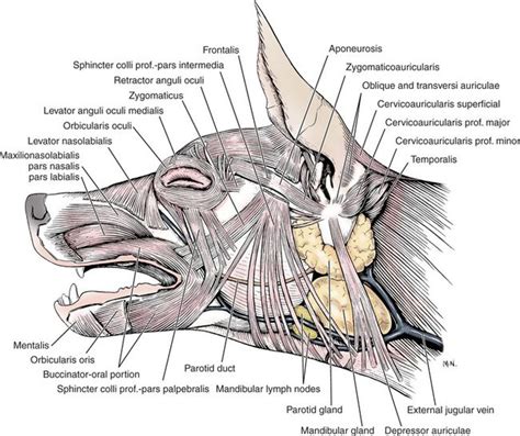 Related image | Dog anatomy, Cat anatomy, Vet medicine