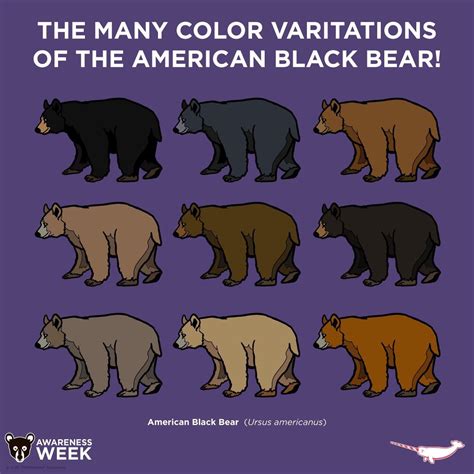 The Many Colour Variations Of The American Black Bear | American black ...