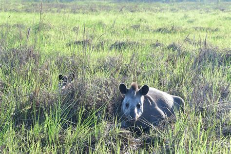 Tapir Conservation - LTCI