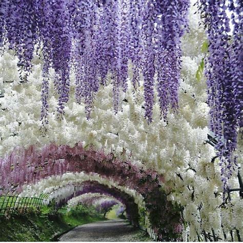 These Pics of Japan's Wisteria Tunnel Are Straight Out Of a Fairytale ...