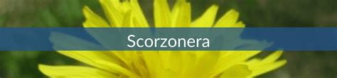 Scorzonera – Hudson Valley Seed Company