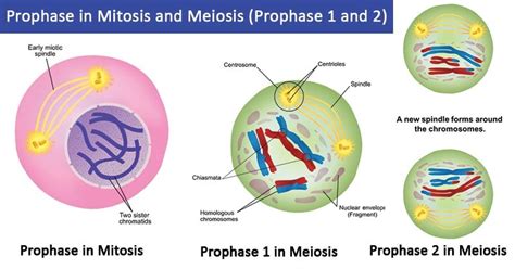 Prophase in mitosis and meiosis (Prophase 1 and 2)