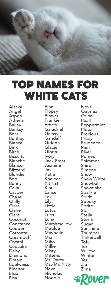 115 Best White Cat Names | White cats, Cute cat names, Kitten names