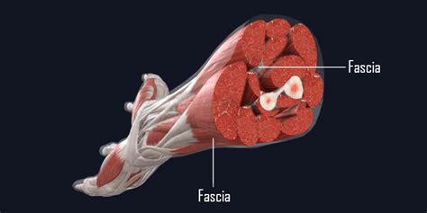 Fascia - the missing link to human health and well being - MihaPower ...