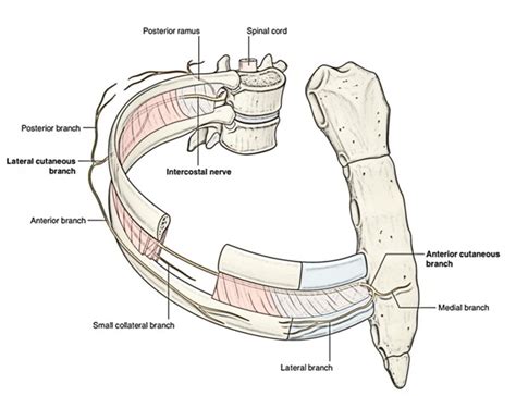 Intercostal Nerves Anatomy – Earth's Lab