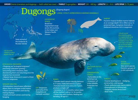 Dugong: Facts, Diet, Habitat RoundGlass Sustain