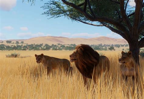 West African Lion | Planet Zoo Wiki | Fandom