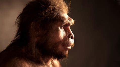 ‘Mosaic nature of human evolution’: At what point did we become human ...