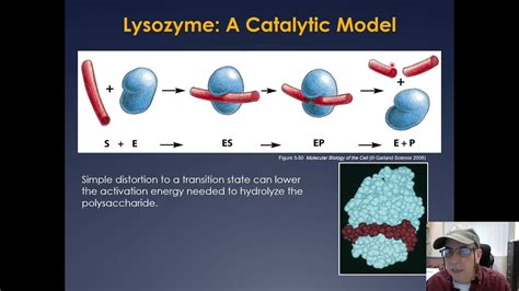 Molecular Cell Biology Lecture 3, Part B - YouTube