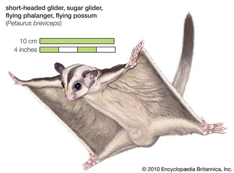 Short-headed glider | marsupial | Britannica