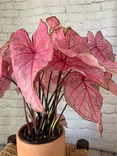 31 Houseplants That Are Pretty, Pink, and Perfect For Valentine's Day ...