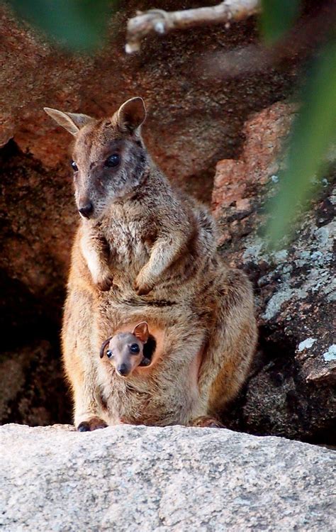 Baby Wallaby by Joana Senn / 500px | Cute animals, Baby wild animals ...