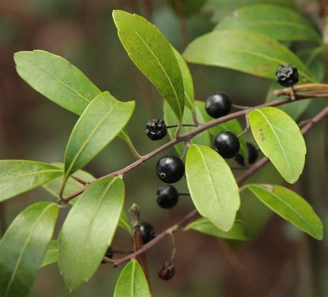 Native Plant Profile: Inkberry (Ilex glabra)