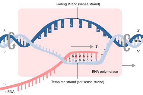 The Template For Rna Synthesis - Printable Word Searches