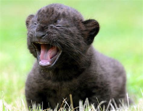 3-week-old black panther cub : pics