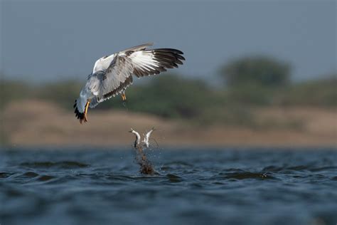 Brown-headed gulls are voracious feeders. In these images from Jamnagar ...