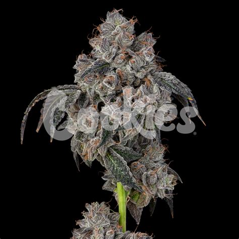 Blueberry Cherries - Cookies Seed Bank