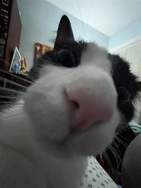 Goofy Goober : r/cats