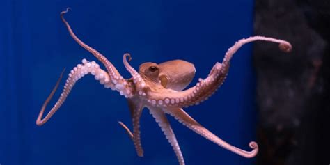 How Hard Is It to Keep an Octopus in an Aquarium? - Aquarium Sphere