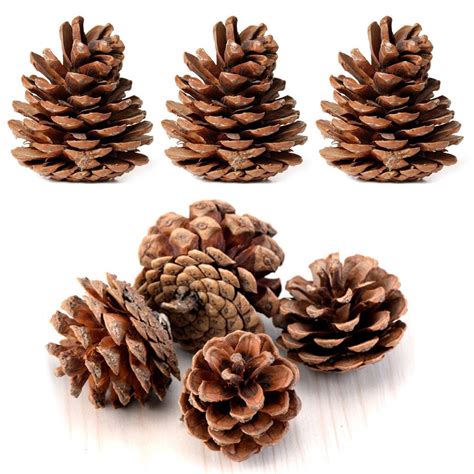 Pine Cones