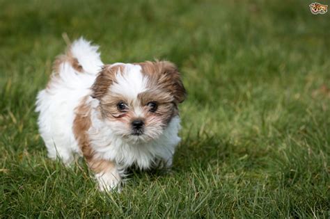 Shih Tzu Dog Breed | Facts, Highlights & Buying Advice | Pets4Homes