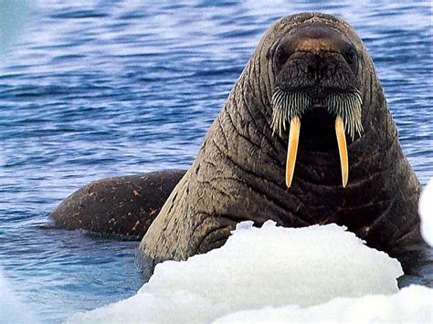 WALRUSES . ORG