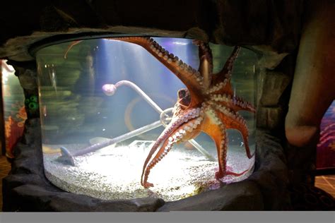 Giant Pacific Octopus Habitat