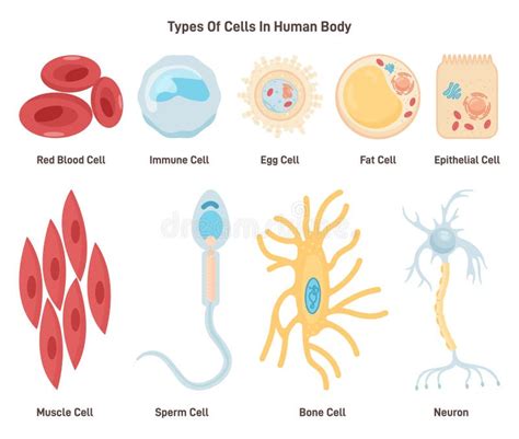 Types of Cells in Human Body. Labeled Inner Human Organ Tissue Part ...