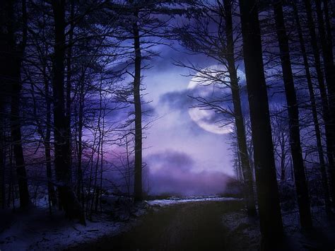 1080P free download | Moonlit Forest, Trees, Moonlight, Forests, Nature ...