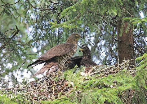 Birds & Nests Gallery 1 – Fieldsahead