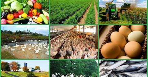 10 Ideas for Fast and Profitable Farming - Farming South Africa