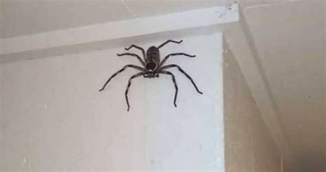 Giant Huntsman Spider Size