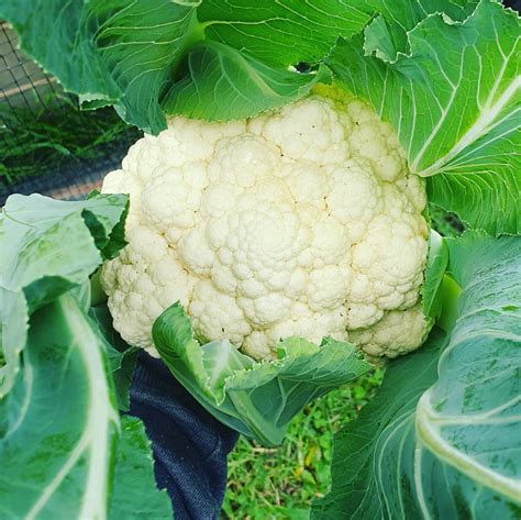 Cauliflower Snowball - Merchant Homestead