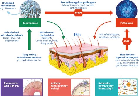 The skin microbiome — invigorating hygiene, health and beauty ...