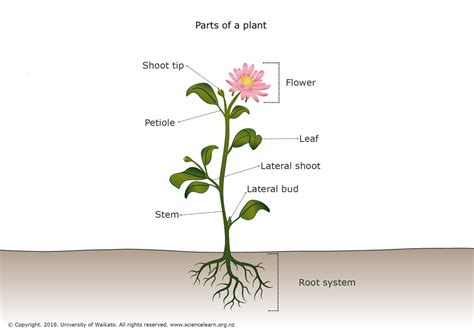 Parts of a plant — Science Learning Hub