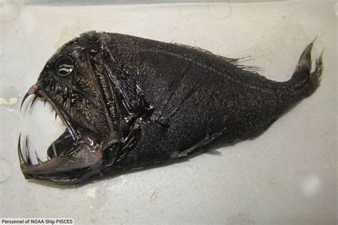 Weird Fish List With Pictures & Facts: The World's Weirdest Fish